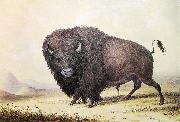 unknow artist George Catlin Bull Buffalo oil painting reproduction